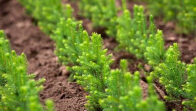 Восстановление лесов в Сибири