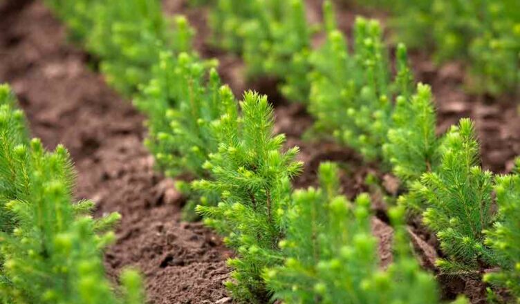 Восстановление лесов в Сибири